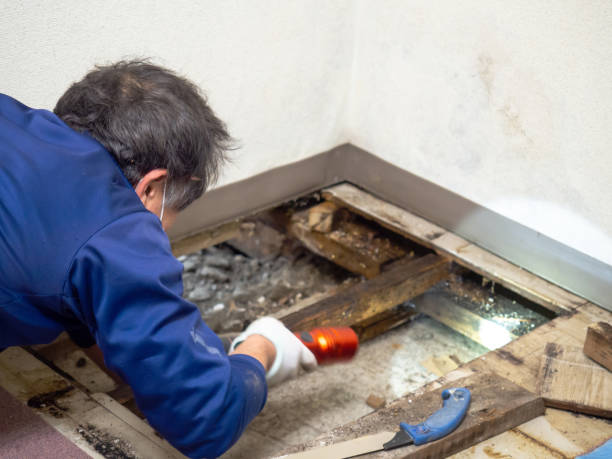 Best Mold Cleaning Services  in Grantville, GA