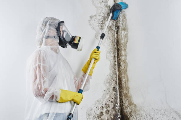 Best Commercial Mold Removal  in Grantville, GA