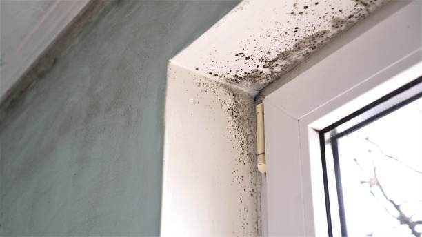 Best Mold Remediation  in Grantville, GA