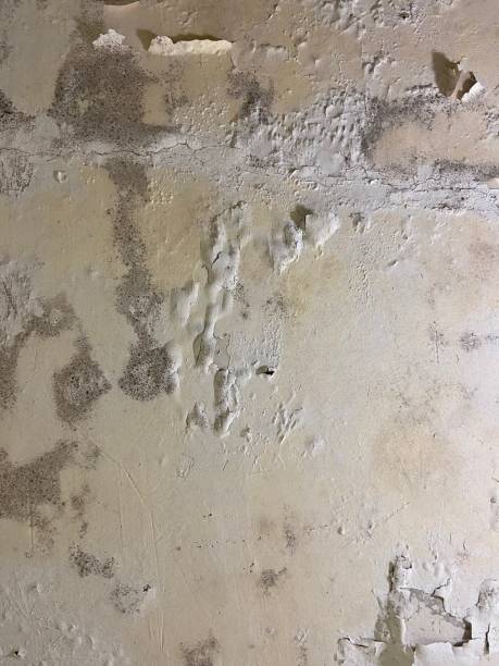 Best Certified Mold Removal  in Grantville, GA