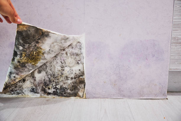Best Fast Mold Removal  in Grantville, GA